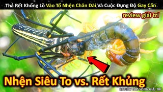 Thả Rết Khổng Lồ Vào Tổ Nhện Chân Dài Siêu To Và Cuộc Đụng Độ Gay Cấn || Review Giải Trí Đời Sống