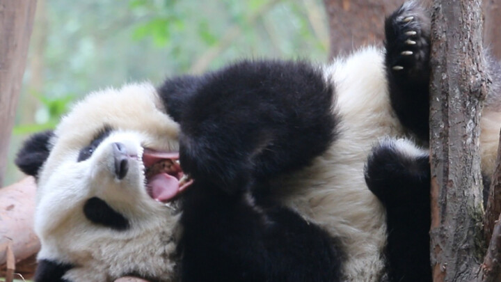 Menguap setelah Bangun [Panda He Hua]