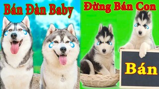 Thú Cưng TV | Ngáo Và Ngơ #33 | chó thông minh vui nhộn | Pets funny cute smart dog