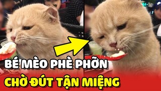 Hoàng Thượng ngồi PHÈ PHỠN chờ Sen ĐÚT ĂN như chăm em bé sơ sinh😂 | Yêu Lu