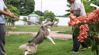 Correct ways of changing a husky's habit of biting people