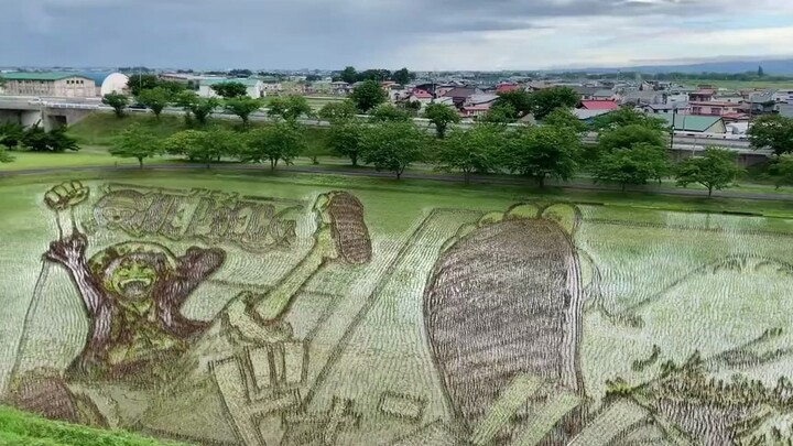 海贼王：日本著名的稻田画 距离 尼卡路飞 上线还有一个月，距离可爱多（凯多）老师8月份下线 7月底尼卡路飞登场！