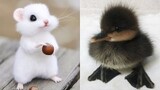 AWW SO CUTE! Cutest baby animals Videos Compilation Cute moment of the Animals - Cutest Animals #31