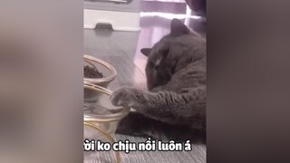 Pate của tui đâu🐱❤️xuhuong meocute haihuoc