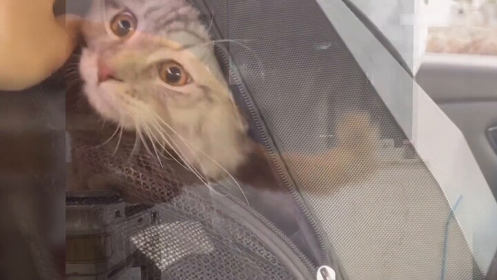 ลูกแมวกินมากเกินไปถือเป็นสัตว์คุ้มครอง? ตำรวจ: ฉันกลัวมาก!