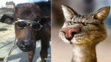 Tik Tok Thú Cưng Siêu Ngầu | Chó Mèo Hài Hước | Funny Animals You Can't Watch Without Laughing