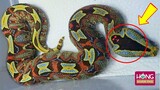 Đáng Sợ loài rắn nguy hiểm nhất Châu Phi với Logo Thần Chết ngay trên đầu| Hóng Khám Phá