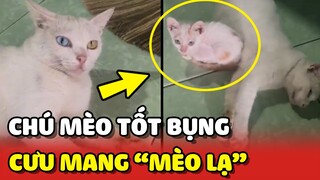 Chú mèo TỐT BỤNG, CƯU MANG mèo lạ về cho Sen nuôi 😍 | Yêu Lu