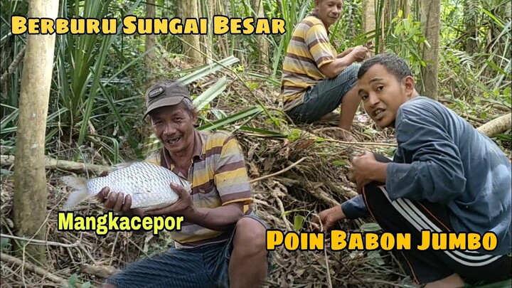 Berburu Sungai Besar || Poin Babon jumbo