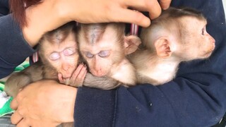 Two sleepy but not Lay Heang monkeys in mommy hand on hummock