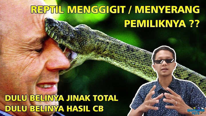 Kupas Tuntas Kenapa Reptil Peliharaan secara Tiba-tiba Menggigit atau Menyerang Pemiliknya 🤔