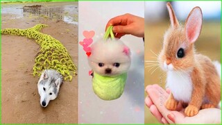 Funny and Cute Dog Pomeranian 😍🐶| Funny Puppy Videos #28