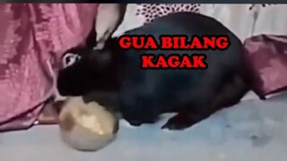 AWAS KELINCI GALAK!