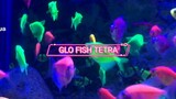 Glofish Tetra🔥