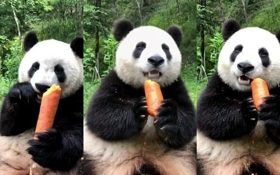 How much are the carrots in the panda's paws worth per pound?