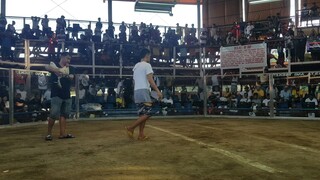 quezon cockpit arena panuksukan vs talisayin