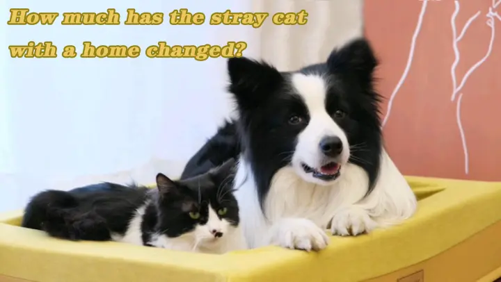 Changes Of The Cat After Being Adopted