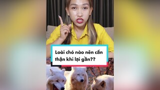 Gặp loài chó hung dữ này nên cẩn thận khi lại gần 🫣🫣 tranphungmyloan lonapets lonapetsshops LearnOnTikTok thucung pitbull