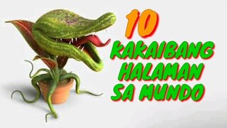 10 KAKAIBANG HALAMAN SA MUNDO | 10 HINDI PANGKARANIWAN NA HALAMAN SA MUNDO | Tenrou21