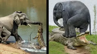 Animals That Messed With The Wrong Opponent