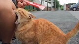 Cats with threatening aura | Funny Cats Videos 2023😂