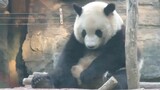[Panda] Lovely panda