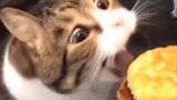 Cats eating video
