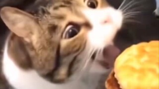 《猫猫队干大饭》