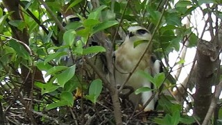 Pair of Wild Juvenile BLACK-WINGED KITES inside Nest.