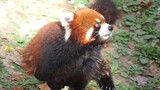 The Red Panda seems to know that apple core is not very tasty
