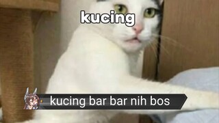 KUCING BAR BAR NIH BOS😺