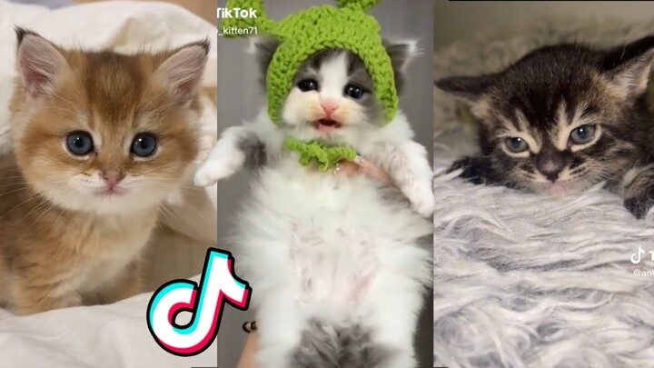 Cute Pet TikToks That Want Your Treats!