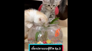 น้องแมวน่ารักมาก🥰