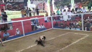 2nd fight win  2hits ulutan  balete cockpit ... champion 🏆