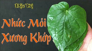 Dứt điểm tình trạng nhức mỏi xương khớp tại nhà nhanh chóng bằng lá lốt, không phải ai cũng biết