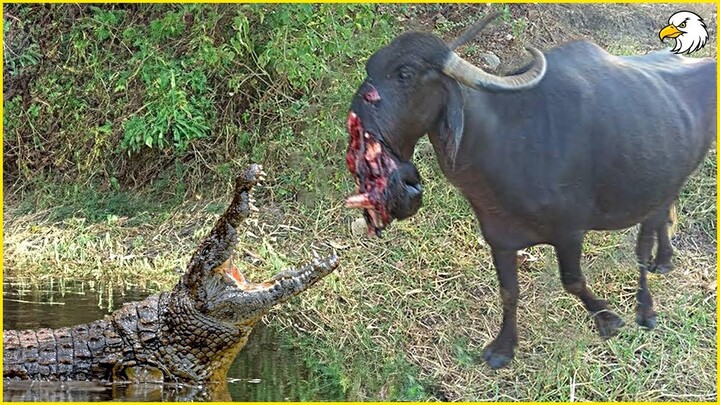 Terrible ! Evil Crocodile Suddenly Rushed To Bite The Poor Buffalo's Jaw Off , Can He Survive ?