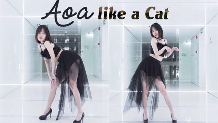 【Hyan】เหมือนแมว แฟนแมวแสนสวยและเซ็กซี่ของ Cat Step จะชนะใจคุณทางออนไลน์