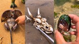 Oddly Satisfying Video Amazing Catching Sea Creatures