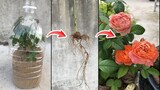 Tận dụng chai nhựa để giâm nhánh hoa hồng│sand rose cuttings