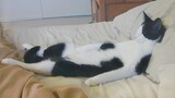 If It fits I sleep 😺 Funny Cats Sleeping In Weirdest Positions Ever 2022