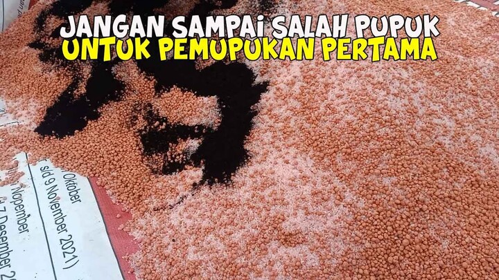 Pemupukan Pertama Pada Bawang Merah
