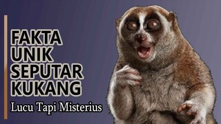 Hewan Kukang - Fakta Unik Kukang sebagai Hewan Lucu yang Misterius