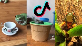 Frogs and Toads of TikTok - Amphibian Side of TikTok #2