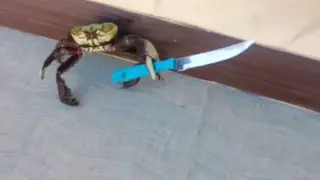 The Battle for Animal Glory