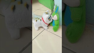 punya teman baru #shorts #comedy #funny #komedi #kucing #lucu #komedikucing #shortvideos