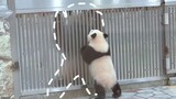 Keluarga "Menyentuh" Dunia Panda! [Panda Jepang Berumur 261-299 Hari]