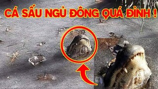 9 Loài Vật Có Thể Đóng Băng Để Sống Sót