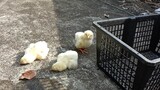 Three little chicks are sunbathing...