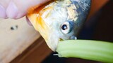 Cá Piranha sẽ thích ăn chuột hay ăn rau hơn?