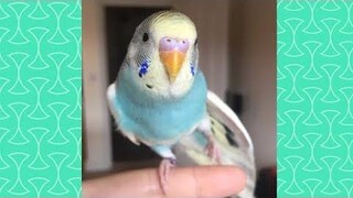 Cute Budgie Parrot Compilation - วิดีโอตลกนก